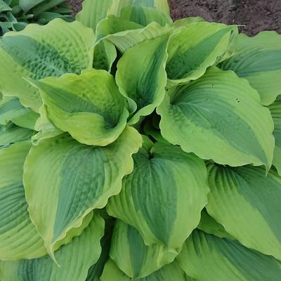 Hosta 'Goodness Gracious' - 