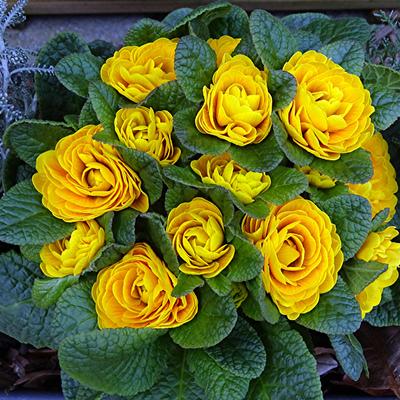 Primula vulgaris BELARINA 'Buttercup' - 