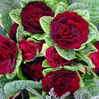 Primula vulgaris BELARINA 'Valentine'