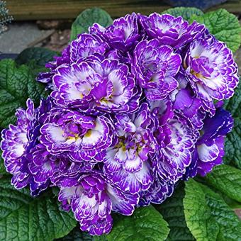 Primula vulgaris BELARINA 'Amethyst Ice'