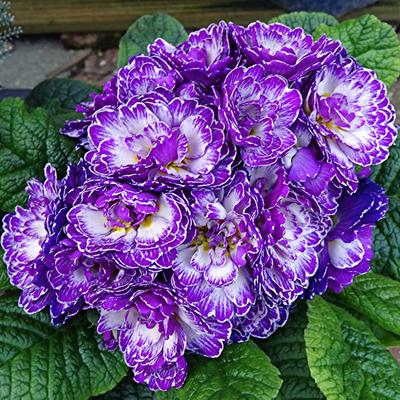 Primula vulgaris BELARINA 'Amethyst Ice' - 