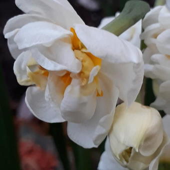 Narcissus tazetta 'Bridal Crown'