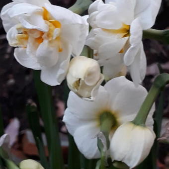 Narcissus tazetta 'Bridal Crown'