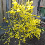 Forsythia intermedia 'Lynwood' - Forsythia intermedia 'Lynwood'