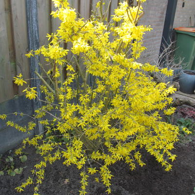 Forsythia intermedia 'Lynwood' - 