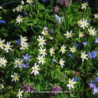 Anemone nemorosa 'Birka'