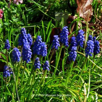 Muscari botryoides