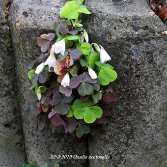 Oxalis acetosella