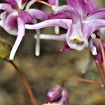 Epimedium grandiflorum 'Purple Pixie' - 