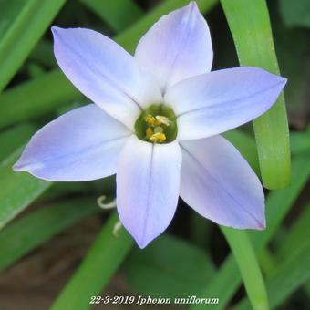 Ipheion uniflorum