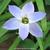 Ipheion uniflorum