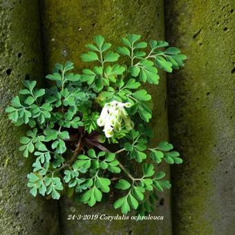 Corydalis ochroleuca