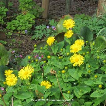 Doronicum orientale