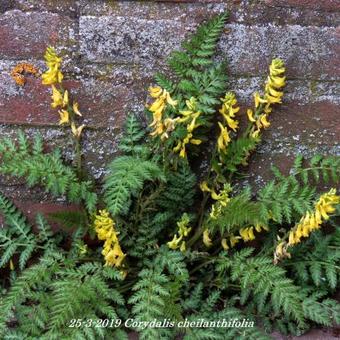 Corydalis cheilanthifolia