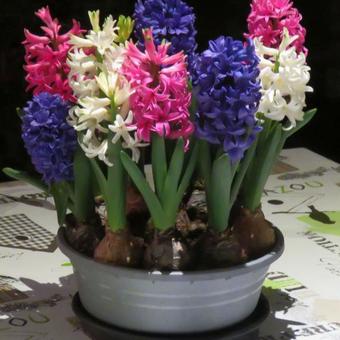 Hyacinthus