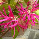 Loropetalum chinense 'Tang Dynasty' - 