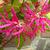 Loropetalum chinense 'Tang Dynasty'