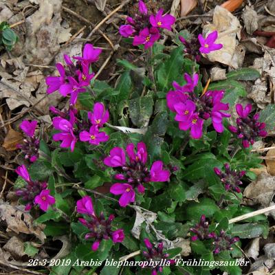 Arabis blepharophylla 'Frühlingszauber' - 