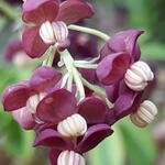 Akebia quinata - Akébie à cinq feuilles