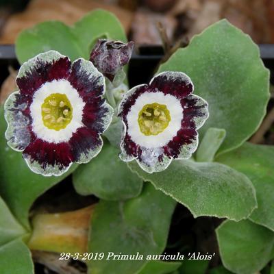 Primula auricula 'Alois' - 