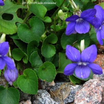 Viola riviniana