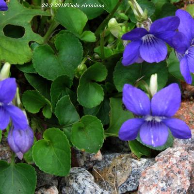 Viola riviniana - 