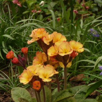 Primula elatior 'Gold Nugget'