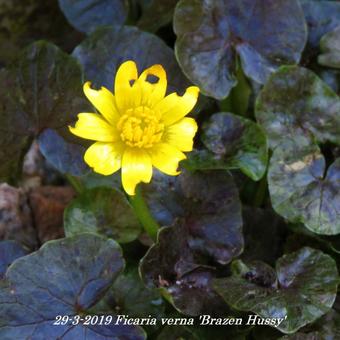 Ficaria verna 'Brazen Hussy'