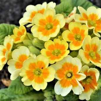 Primula veris 'Lime with Orange'