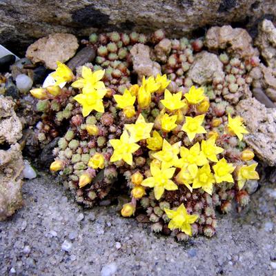 Sedum humifusum - 