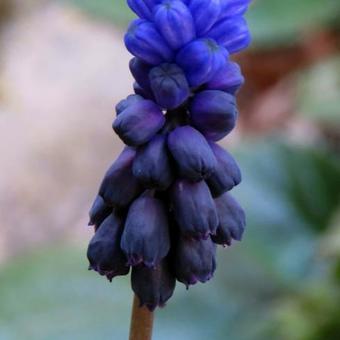 Muscari latifolium