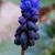 Muscari latifolium