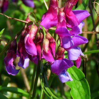 Lathyrus vernus