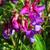 Lathyrus vernus