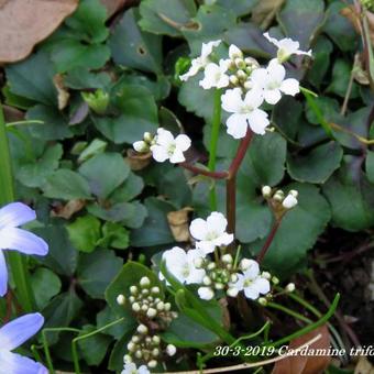 Cardamine trifolia