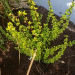 Berberis thunbergii 'Pow-wow' - 