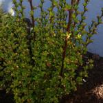 Berberis thunbergii 'Pow-wow' - 