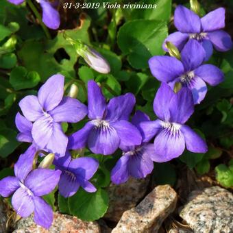 Viola riviniana