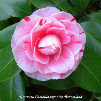 Camellia japonica 'Bonomiana'