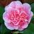 Camellia japonica