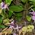 Epimedium grandiflorum 'Purple Pixie'