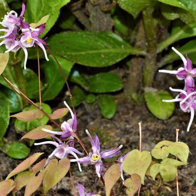 Epimedium grandiflorum 'Purple Pixie' - Epimedium grandiflorum 'Purple Pixie'