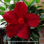 Mandevilla DIAMANTINA 'Opale Grenat' - 