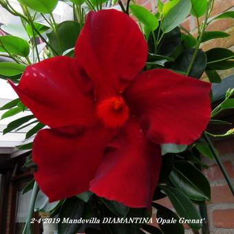 Mandevilla DIAMANTINA 'Opale Grenat'