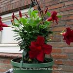 Mandevilla DIAMANTINA 'Opale Grenat' - 