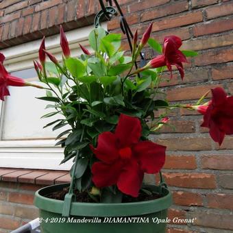 Mandevilla DIAMANTINA 'Opale Grenat'