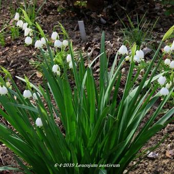 Leucojum aestivum