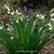 Leucojum aestivum