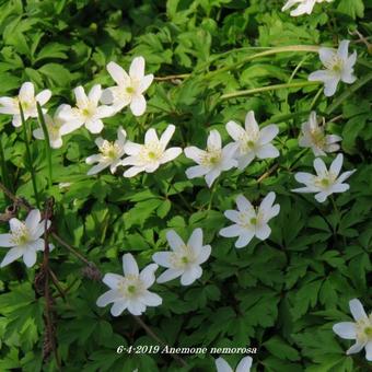 Anemone nemorosa