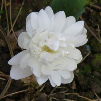 Sanguinaria canadensis 'Multiplex'